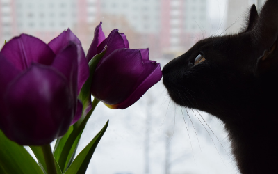 image for Pets and Houseplants